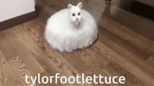 A White Cat Sitting On A Wooden Floor With The Words Tylorfootlettuce Below It GIF
