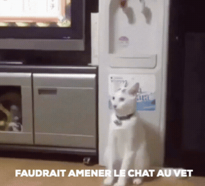 A White Cat Standing In Front Of A Refrigerator With The Words " Faudrait Amener Le Chat Au Vet " Written Below It GIF