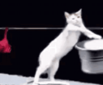 A White Cat Standing On Its Hind Legs Holding A Bucket . GIF