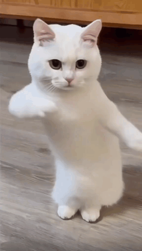 A White Cat Standing On Its Hind Legs With Its Paws Outstretched GIF