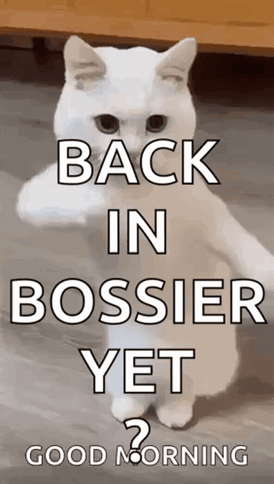 A White Cat Standing On Its Hind Legs With The Words `` Back In Bossier Yet '' On It . GIF