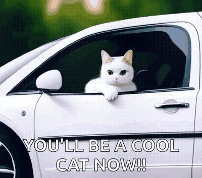 A White Cat Sticking Its Head Out Of A Car Window GIF