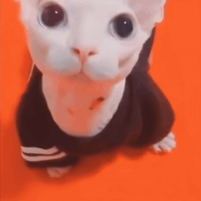 A White Cat Wearing A Black Shirt Is Sitting On An Orange Surface . GIF