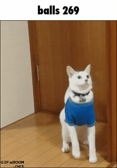 A White Cat Wearing A Blue Shirt Is Standing Next To A Door GIF