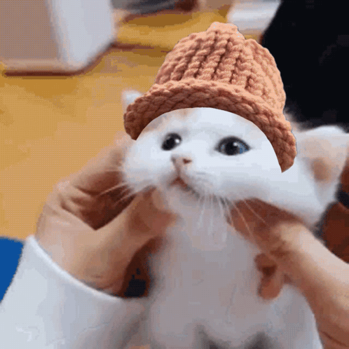 A White Cat Wearing A Knitted Hat Is Being Held By A Person GIF