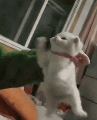A White Cat Wearing A Pink Bow Tie Is Standing On Its Hind Legs . GIF