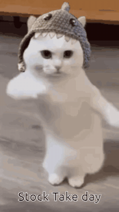 A White Cat Wearing A Shark Hat Is Dancing . GIF