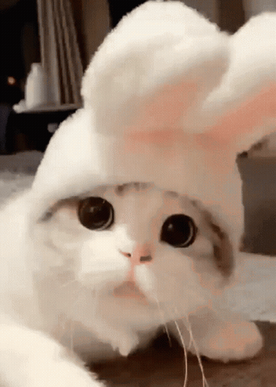 A White Cat Wearing A White Bunny Hat GIF