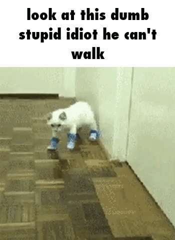 A White Cat Wearing Blue Socks Is Walking On A Wooden Floor . GIF