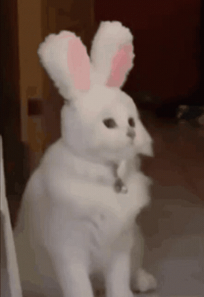 A White Cat Wearing Bunny Ears And A Bell GIF