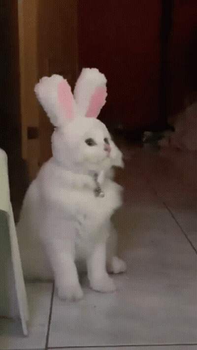 A White Cat Wearing Bunny Ears And A Collar Is Sitting On The Floor . GIF