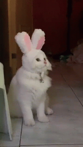A White Cat Wearing Bunny Ears Is Sitting On A Tiled Floor . GIF