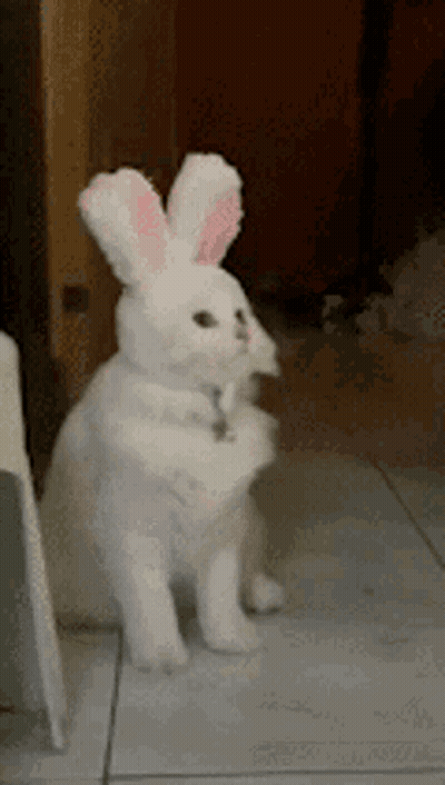 A White Cat Wearing Bunny Ears Is Standing On Its Hind Legs On A Tiled Floor . GIF