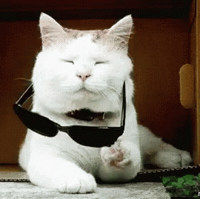 A White Cat Wearing Sunglasses Is Laying Down On The Floor GIF