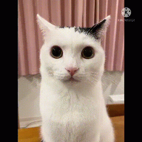 A White Cat With A Black Spot On Its Ear Is Looking At The Camera . GIF