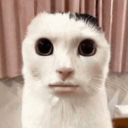 A White Cat With A Black Spot On Its Head Is Looking At The Camera With A Sad Look On Its Face . GIF