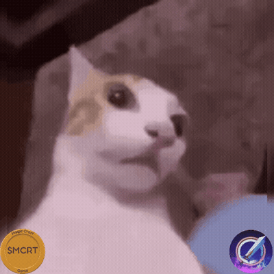 A White Cat With A Gold Coin That Says $ Mcrt GIF