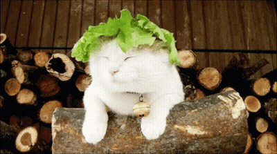 A White Cat With A Green Leaf On Its Head Laying On A Log GIF