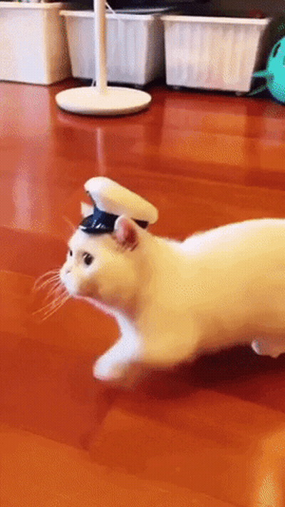 A White Cat With A Hat On Its Head Is Running On A Wooden Floor . GIF