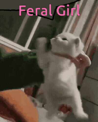 A White Cat With A Pink Bow Around Its Neck Is Standing Up GIF