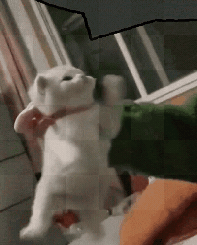 A White Cat With A Pink Collar Is Standing On Its Hind Legs In A Room . GIF