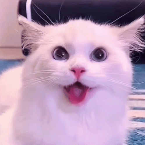 A White Cat With A Pink Nose And Tongue Sticking Out GIF