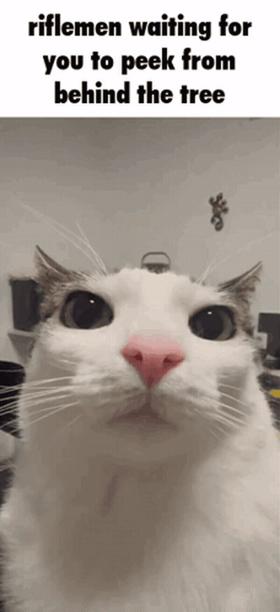 A White Cat With A Pink Nose Is Looking At The Camera With The Caption Riflemen Waiting For You To Peck From Behind The  GIF