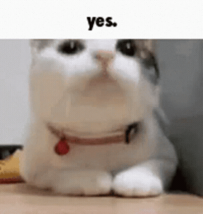 A White Cat With A Red Collar Is Laying Down On A Table . GIF
