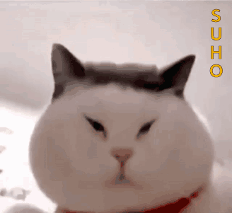 A White Cat With A Red Collar Is Looking At The Camera With The Word Sucho Above It GIF