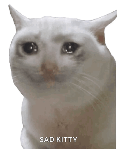 A White Cat With A Sad Look On Its Face And The Words Sad Kitty Below It GIF