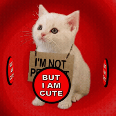 A White Cat With A Sign That Says I 'M Not Perfect But I Am Cute GIF