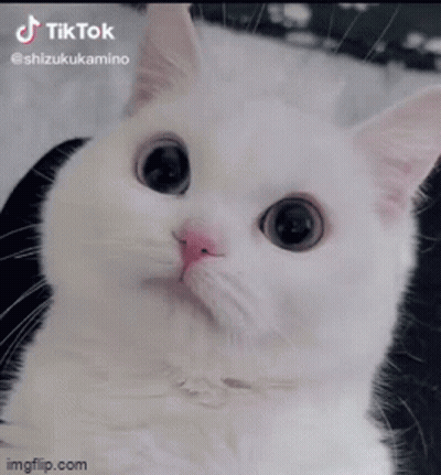 A White Cat With Big Eyes And A Pink Nose Is Laying Down And Looking At The Camera . GIF