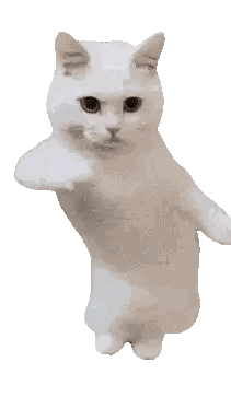 A White Cat With Black Eyes Is Jumping In The Air With Its Arms Outstretched Sticker