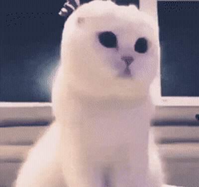 A White Cat With Black Eyes Is Sitting In Front Of A Computer Screen GIF