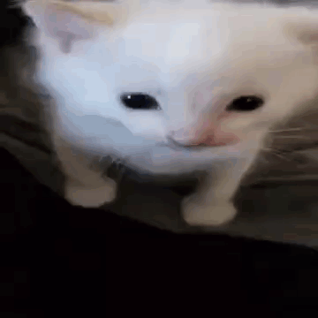 A White Cat With Black Eyes Is Standing On A Black Surface . GIF