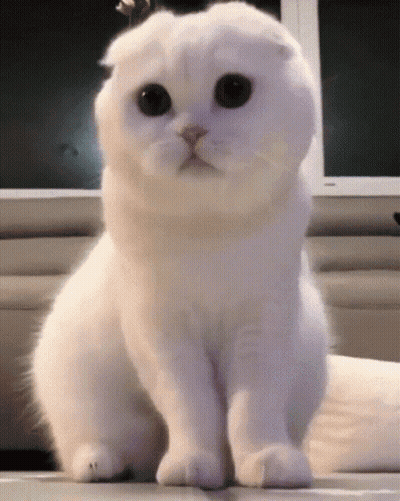A White Cat With Black Eyes Sitting On A Table GIF