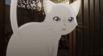 A White Cat With Blue Eyes Is Standing In Front Of A Wooden Fence GIF
