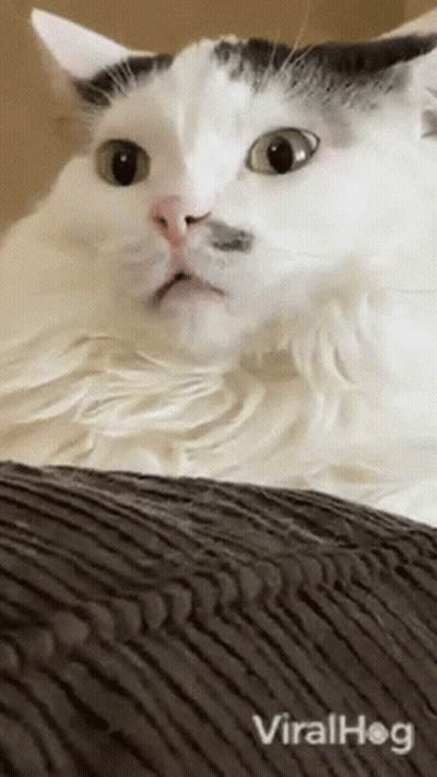 A White Cat With Green Eyes Is Laying On A Couch With Viralhog Written On The Bottom Of The Screen GIF