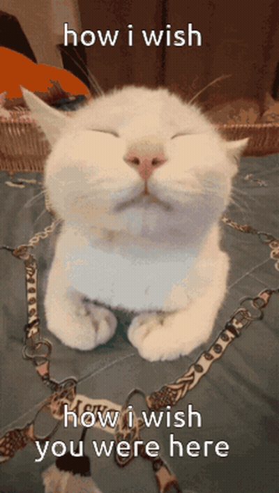 A White Cat With Its Eyes Closed And The Words How I Wish You Were Here Above It GIF