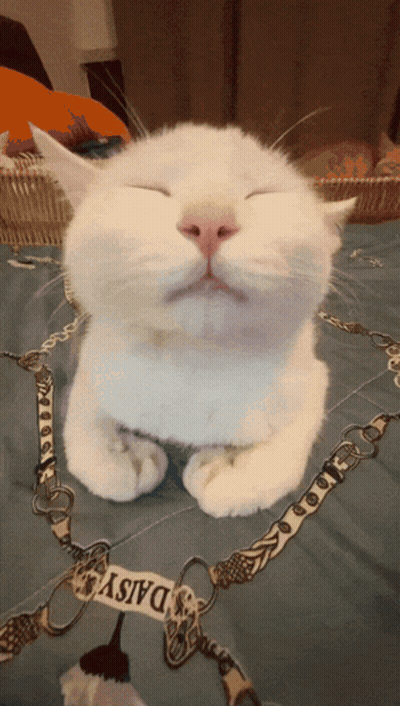 A White Cat With Its Eyes Closed Is Laying On A Bed With A Daisy Scarf Around Its Neck GIF