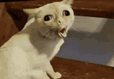 A White Cat With Its Mouth Open Is Sitting On A Wooden Staircase . GIF