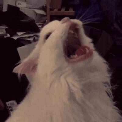 A White Cat With Its Mouth Wide Open Looking Up GIF