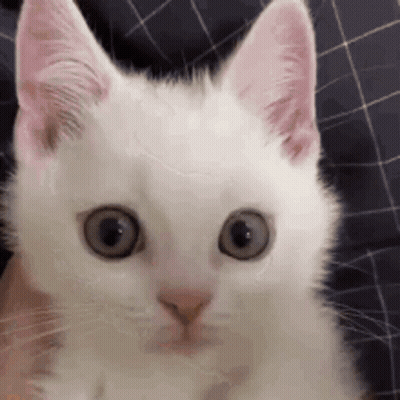 A White Cat With Pink Ears Is Looking At The Camera With A Surprised Look On Its Face . GIF
