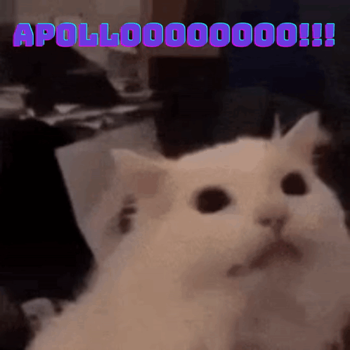 A White Cat With Purple Letters That Say Apollo000000 GIF