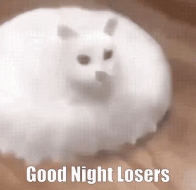 A White Cat With The Words Good Night Losers On It GIF