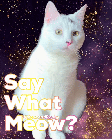 White Cat Say What Meow GIF