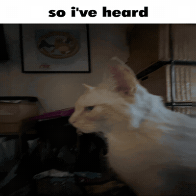 A White Cat With The Words So I 'Ve Heard Above It GIF
