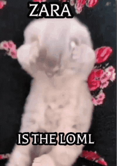 A White Cat With The Words Zara Is The Loml On It 'S Face GIF