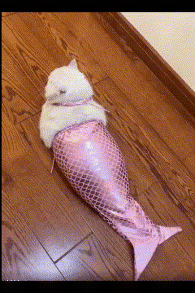 A White Cat Wrapped In A Pink Fish Tail GIF
