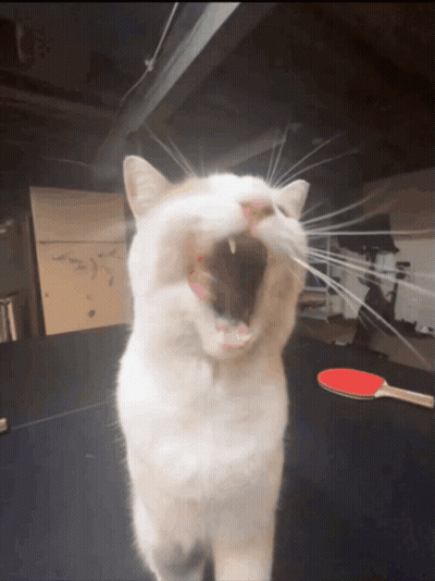 A White Cat Yawning With A Ping Pong Paddle Behind It GIF